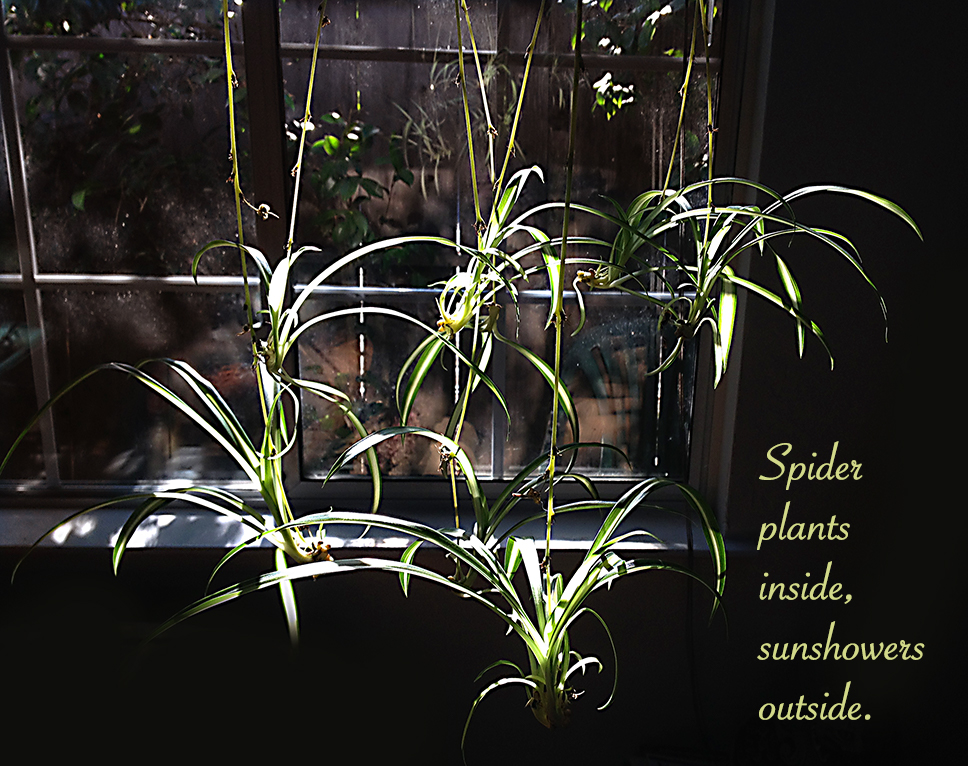 Spider Plants