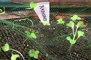 Sprouts Net