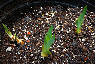 Sprouting Bulbs