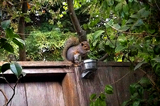 Squirrel At Dish