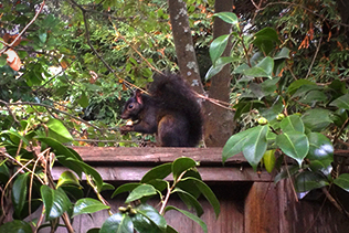 Squirrel Eating