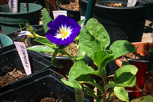 Summer Seedlings