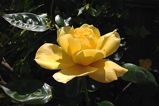 SunYellowRose