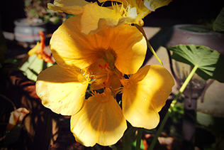 Sunny Nasturtiums