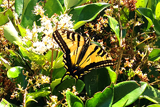 Swallowtail