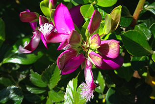 Sweet Pea Blooms