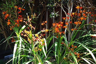 Tall Crocosmia