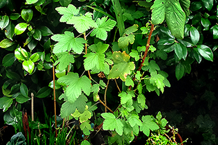 TallCurrant