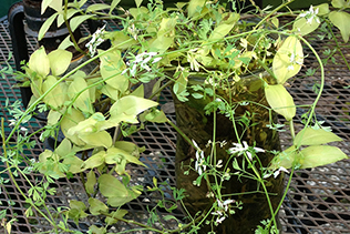 Tradescantia and flowering plant