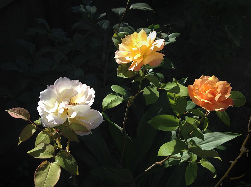Three Rose Colors
