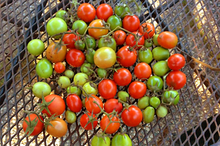 TomatoArray