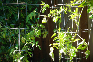 Tomato Cages