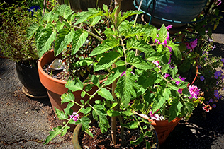 Volunteer tomato, week before Easter