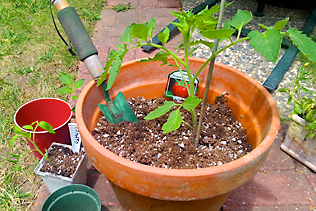 Transplanting Tomatoes
