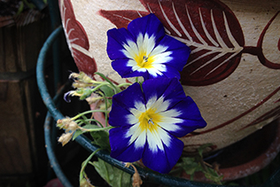 Two Morning Glories