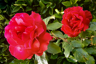 Two Red Roses