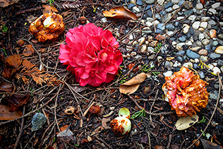 Under Begonias