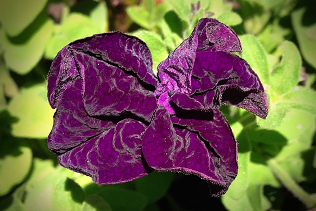 Velvet Petunia