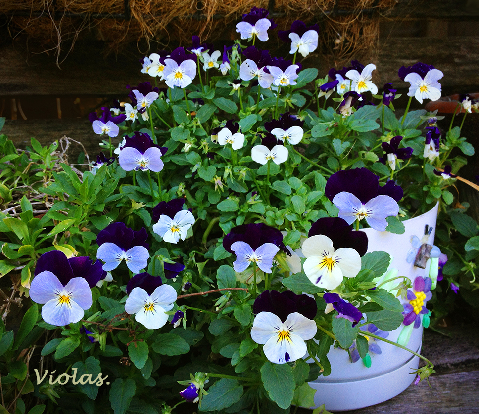 Viola Pot