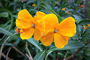 WallflowerButterflies