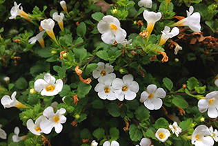 Bacopa Blooms