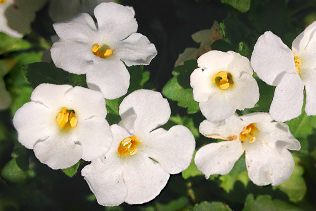 WhiteBacopa