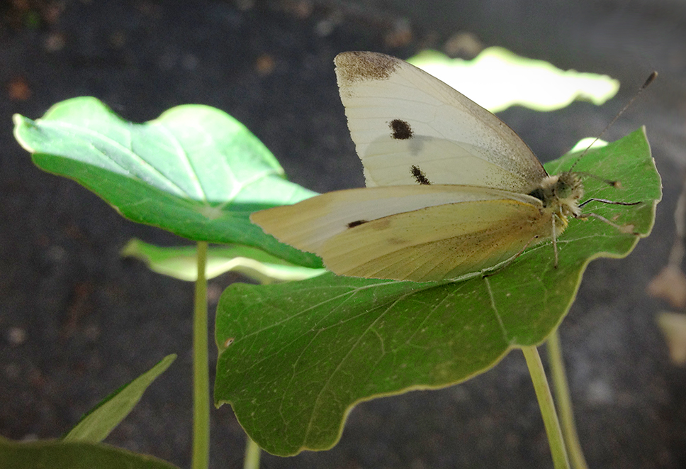 White Butterfly