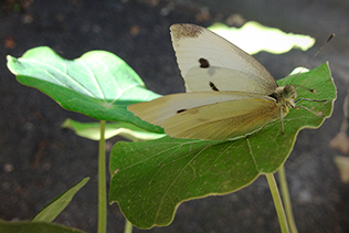 white butterfly