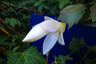 White Cactus Bloom