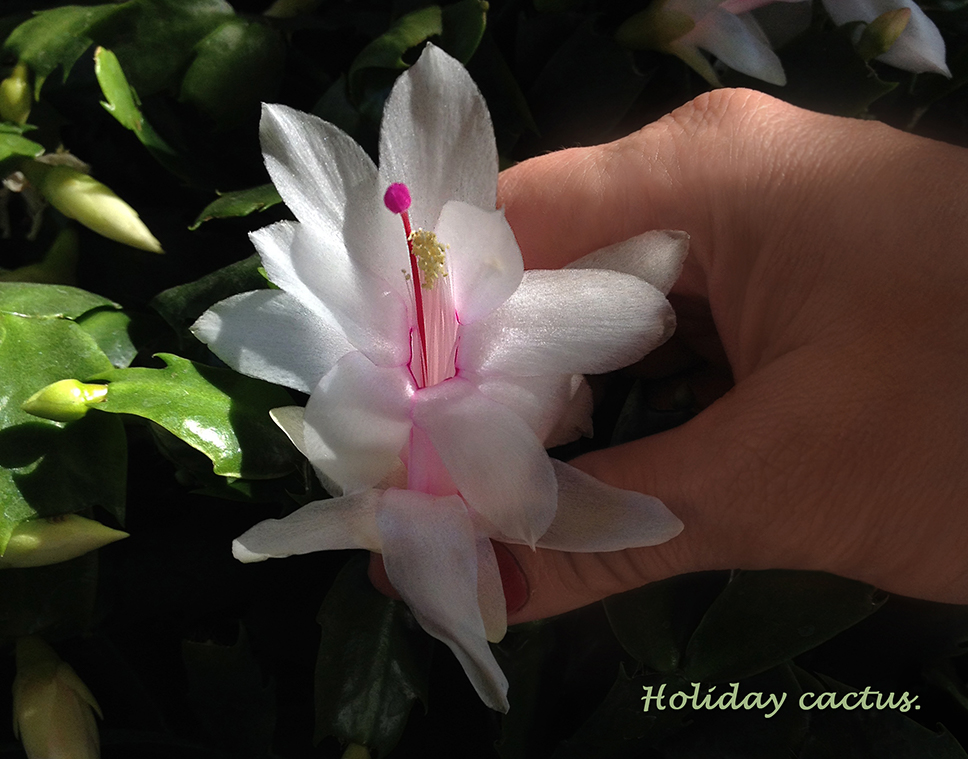 White Cactus Flower