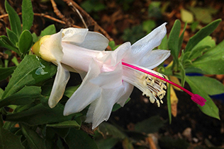 white cactus flower