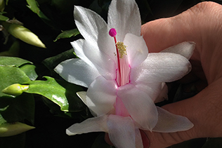 Cactus Flower