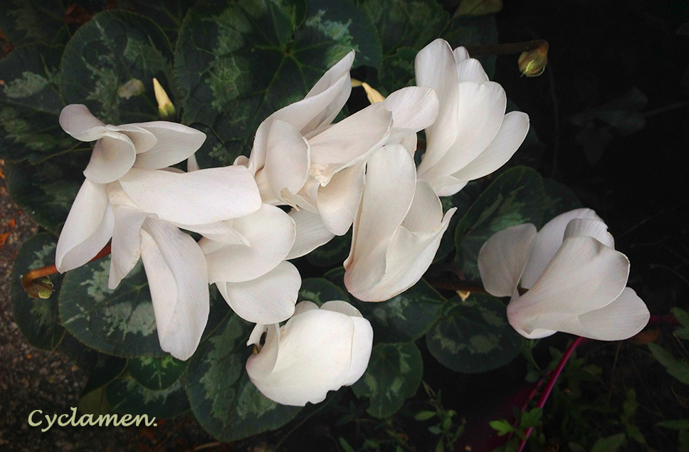 White Cyclamen