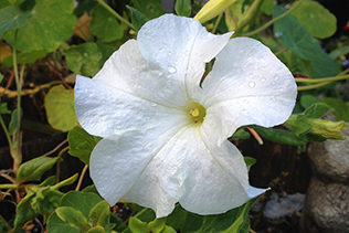 WhitePetunia