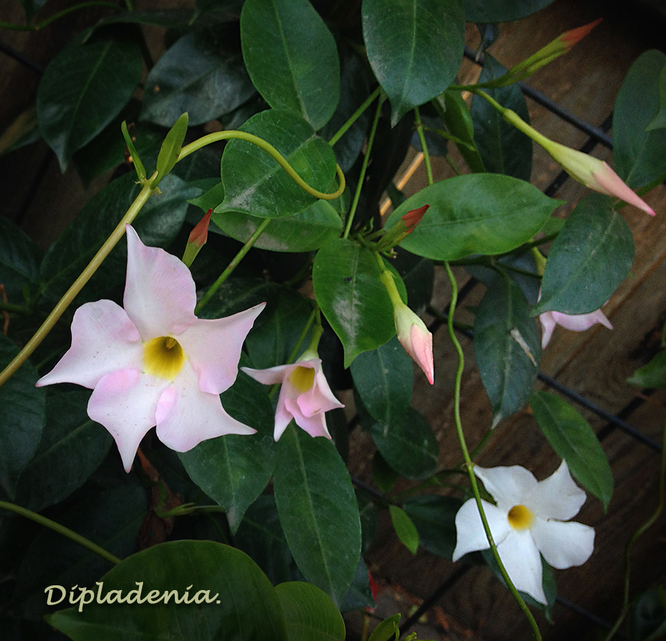 White and Pink Dipladenia