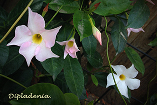 Dipladenia