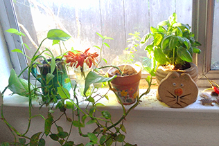 Windowsill