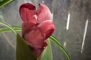 Windowsill Tulip