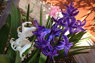 Hyacinths