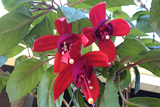 WinterFuchsia