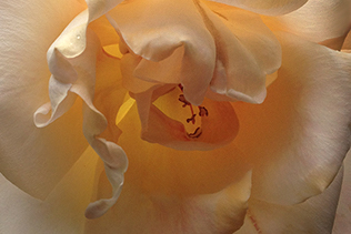 WinterRose