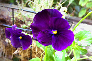 Winter Violas