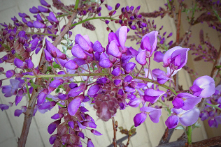 Wisteria