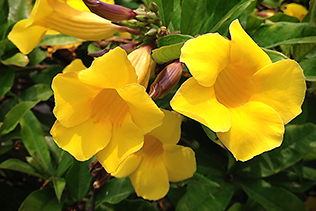 Yellow Allamanda