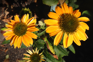 Yellow Coneflowers