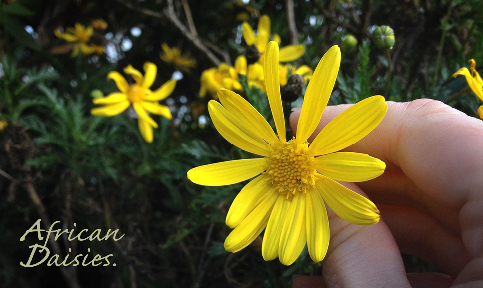 Yellow Daisies