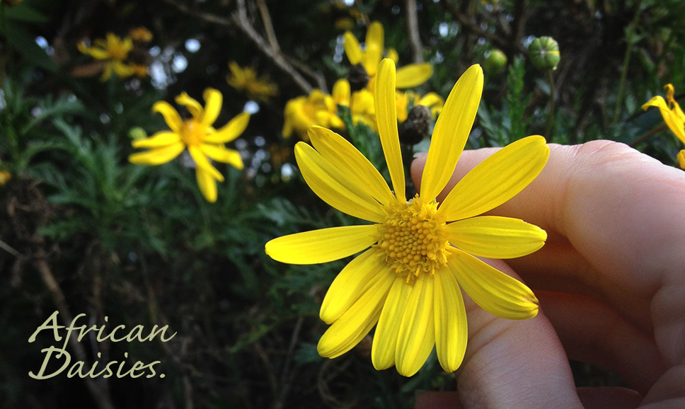 Yellow Daisies