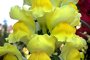 Yellow Snapdragons