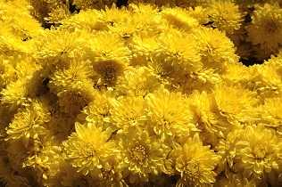 Yellow Mums