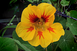 YellowNasturtium